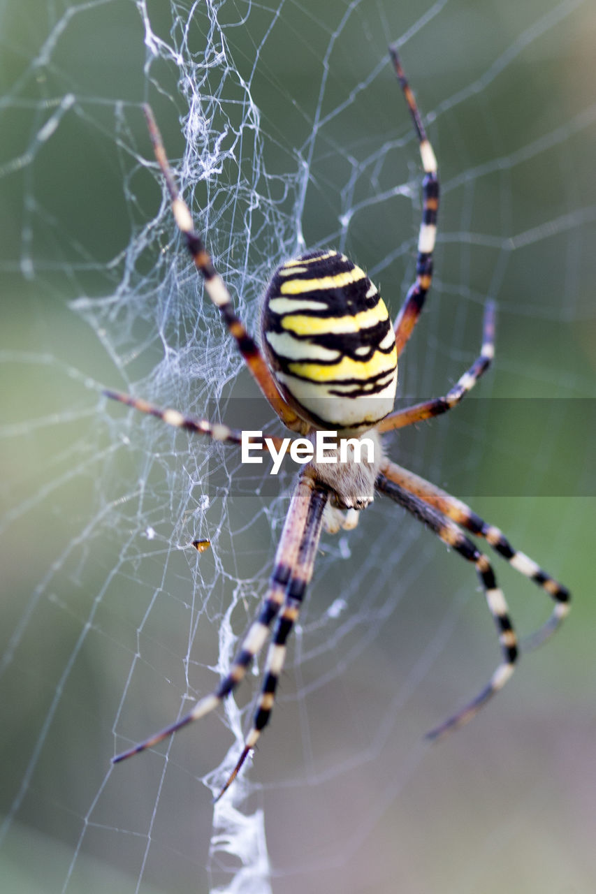 spider web, animal themes, animal, fragility, animal wildlife, spider, wildlife, close-up, arachnid, one animal, argiope, insect, focus on foreground, animal body part, nature, macro photography, macro, beauty in nature, limb, no people, animal leg, spinning, sign, animals hunting, outdoors, selective focus, day, communication, zoology, complexity, warning sign, trapped, intricacy, light effect, awe, poisonous, weaving