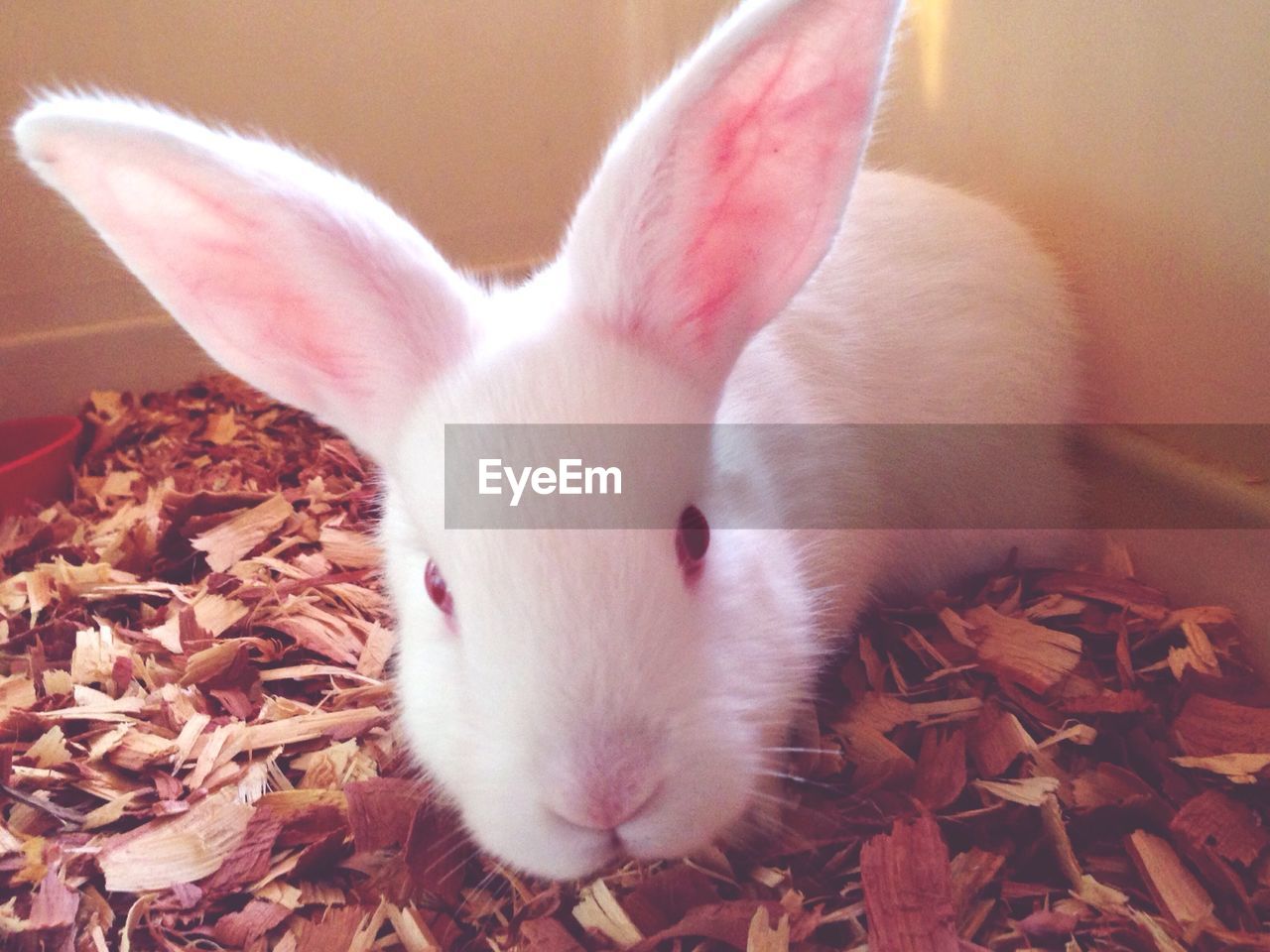 Portrait of cute white bunny