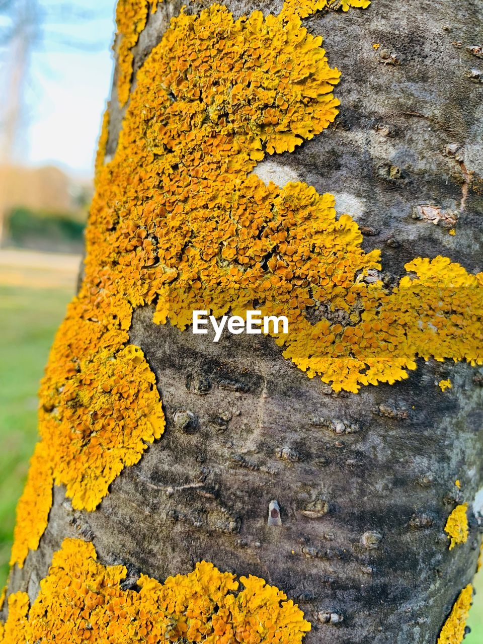 CLOSE-UP OF LICHEN ON TREE TRUNK