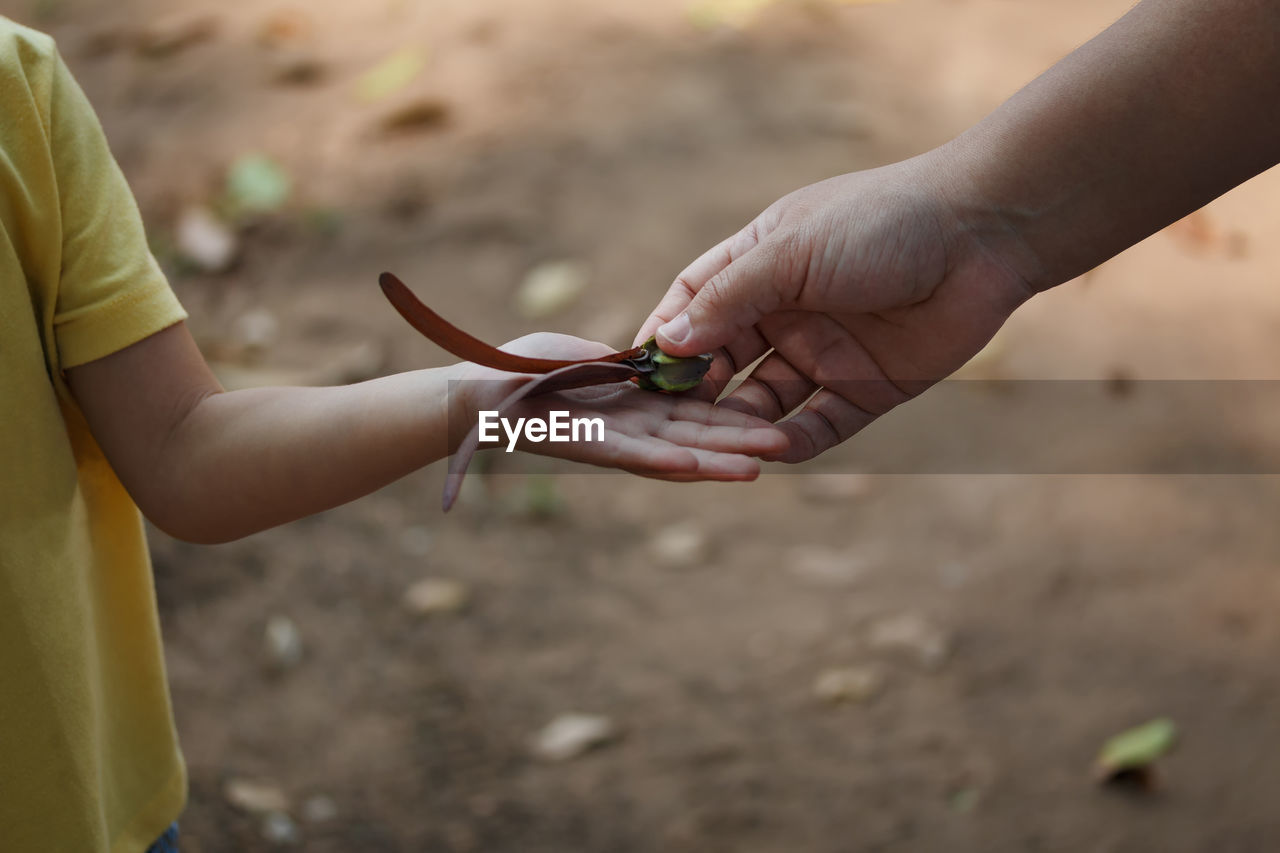 Cropped hand of woman giving bud to son on field
