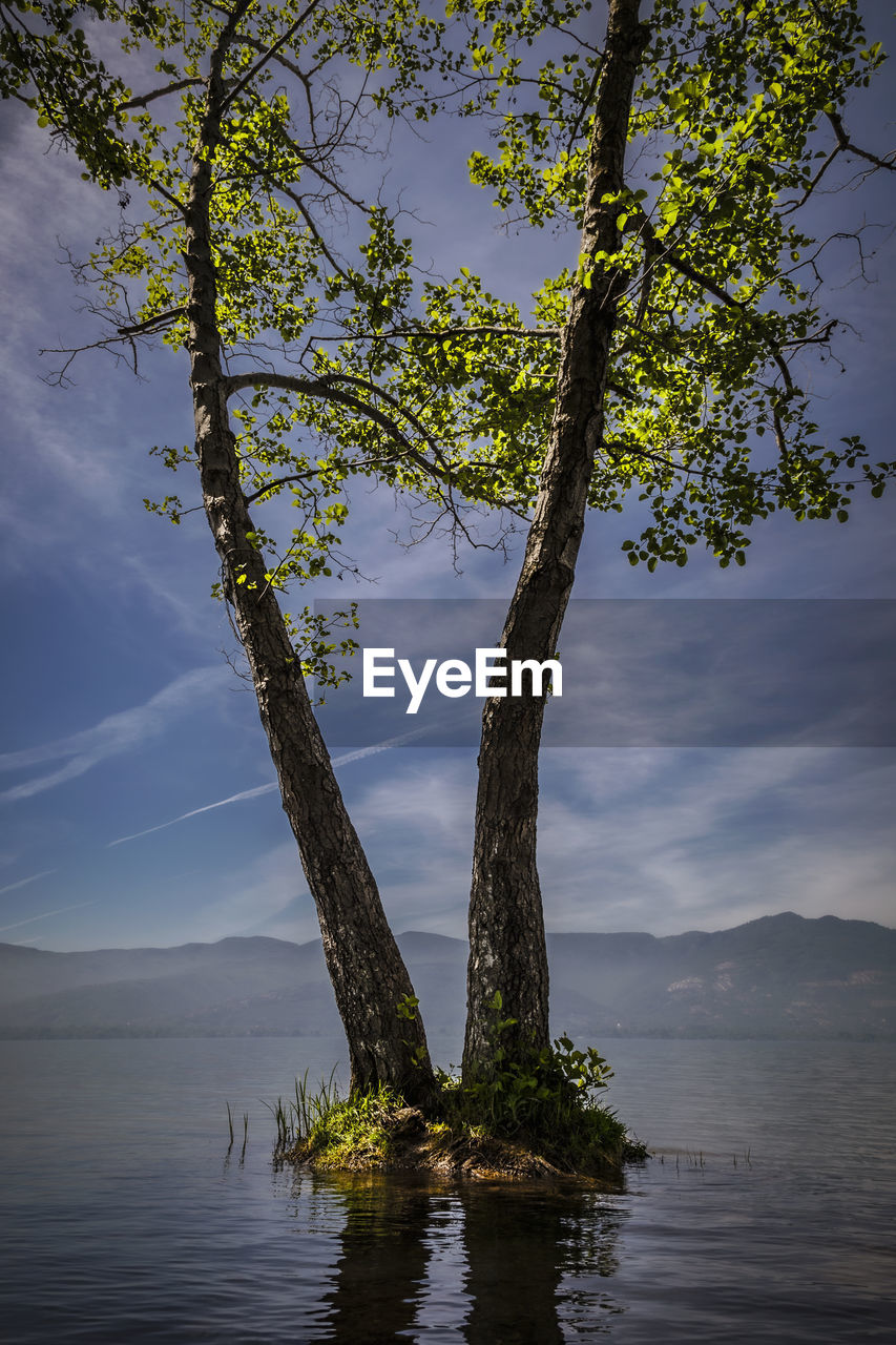 Scenic view of tree by lake against sky