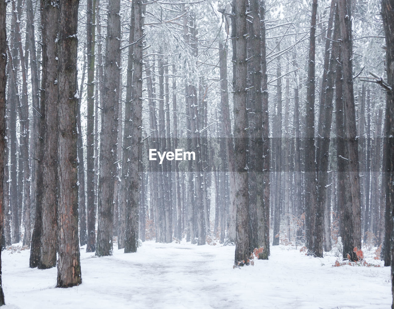 SNOW COVERED PINE TREES IN FOREST DURING WINTER