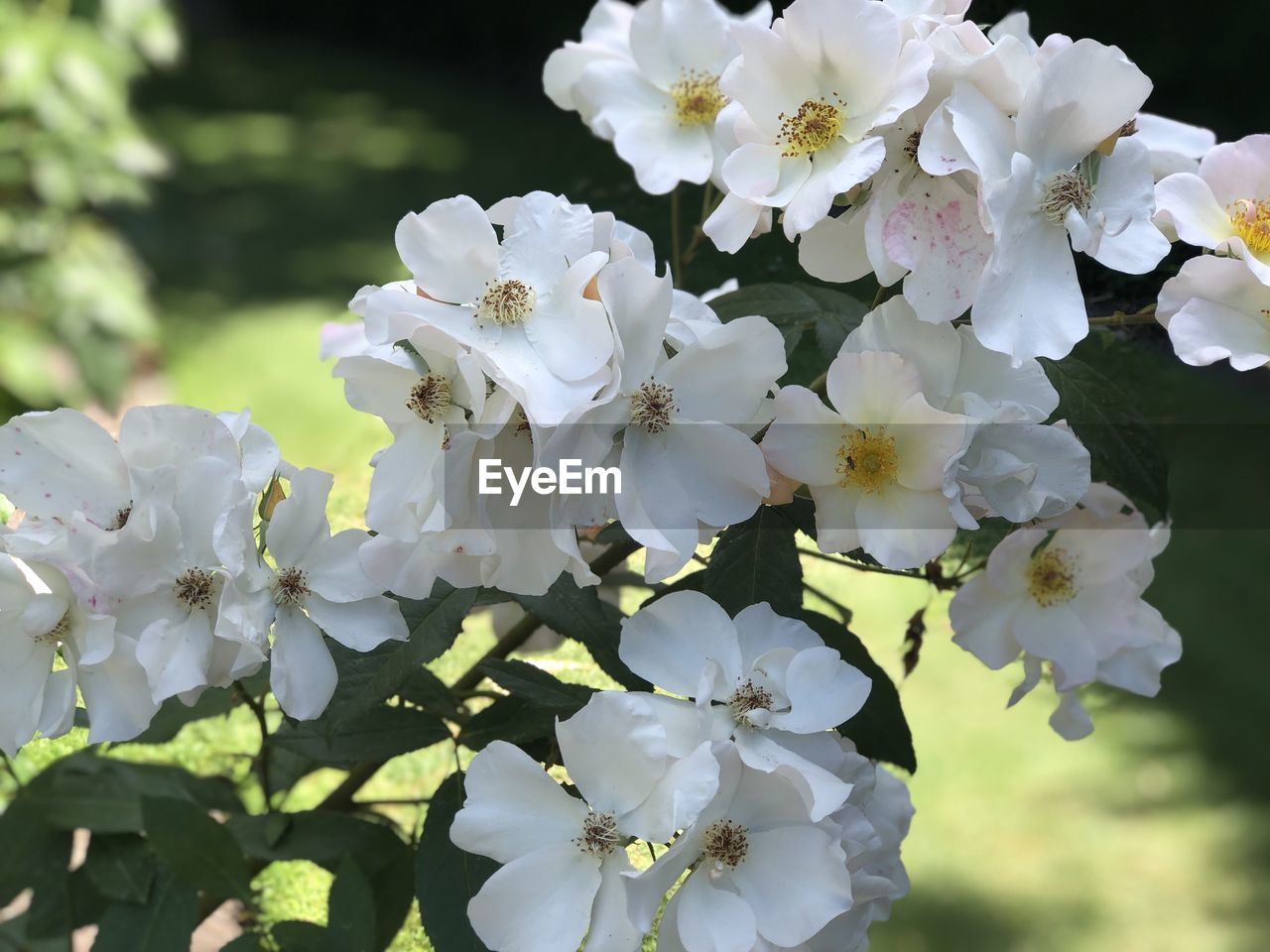 Close-up of white cherry blossom tree