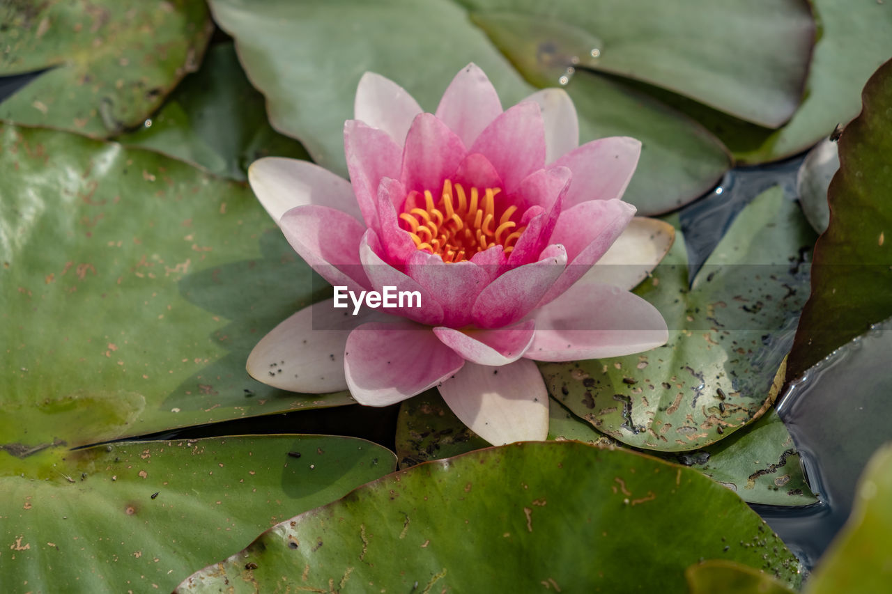 CLOSE-UP OF WATER LILY IN POND