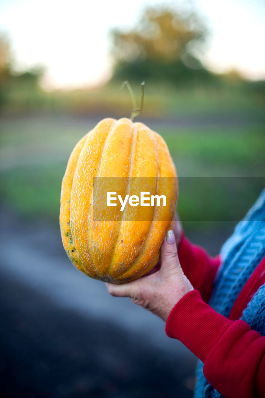 cropped hand of woman holding pumpkin