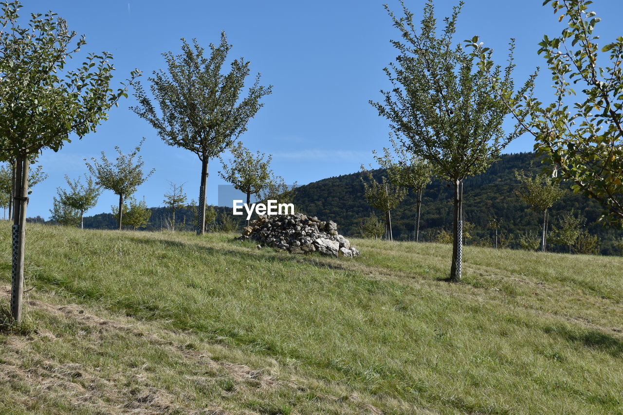 Trees on field against sky