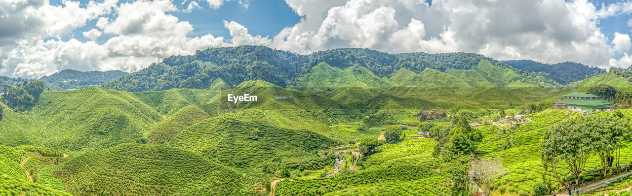 PANORAMIC VIEW OF AGRICULTURAL FIELD