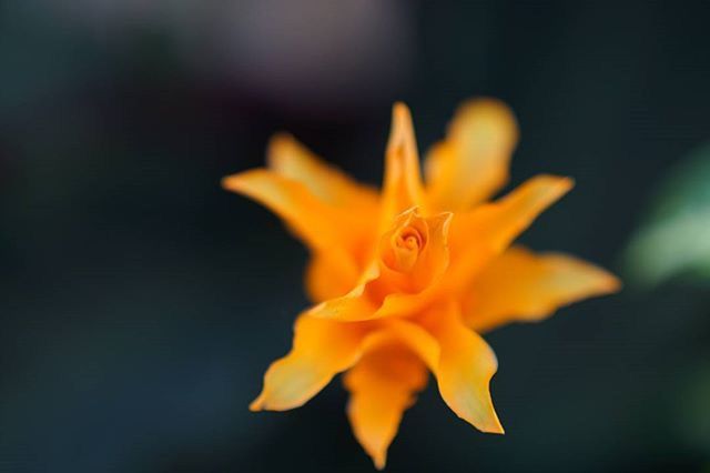 CLOSE-UP OF YELLOW FLOWERS