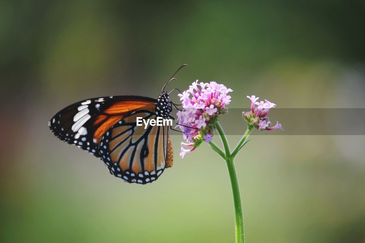 CLOSE-UP OF BUTTERFLY ON FLOWER