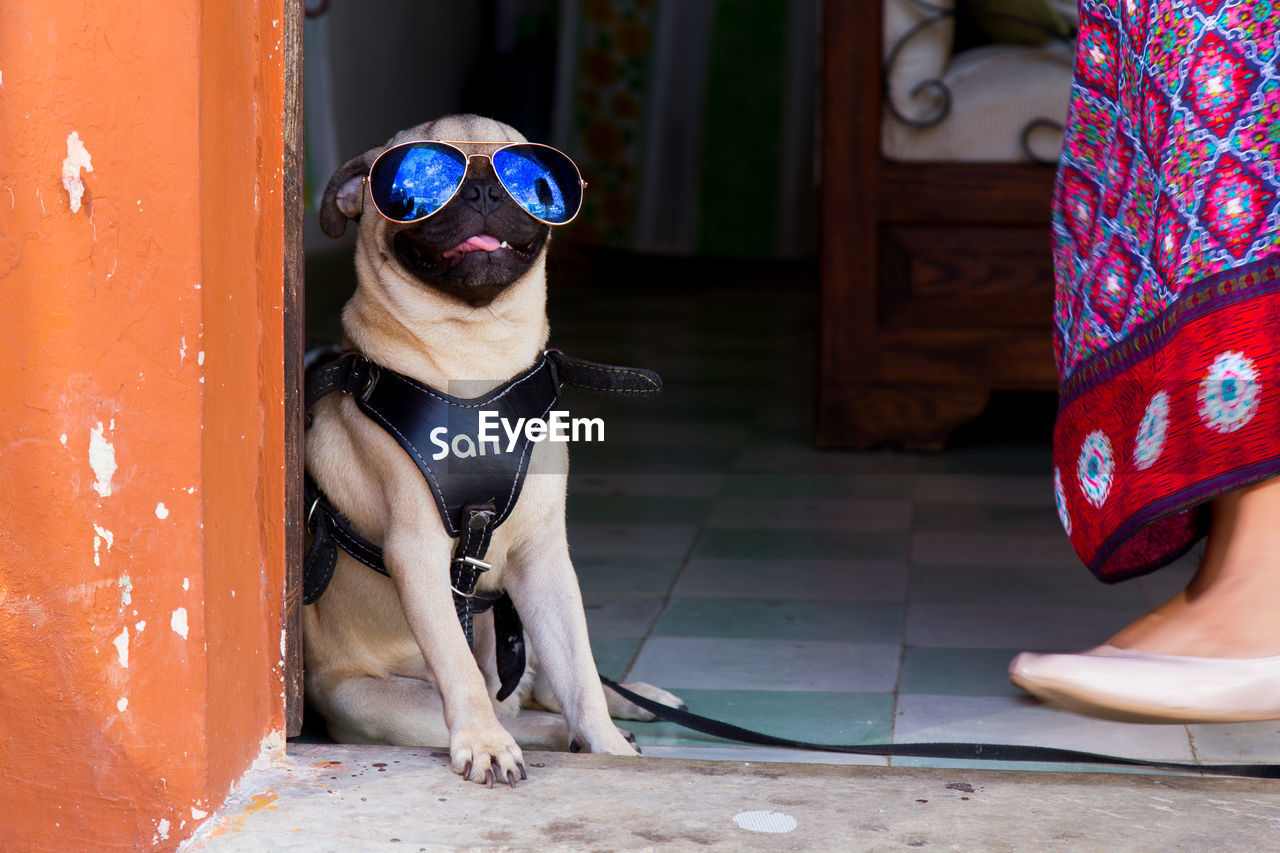 Pug with sunglasses sitting on floor at entrance