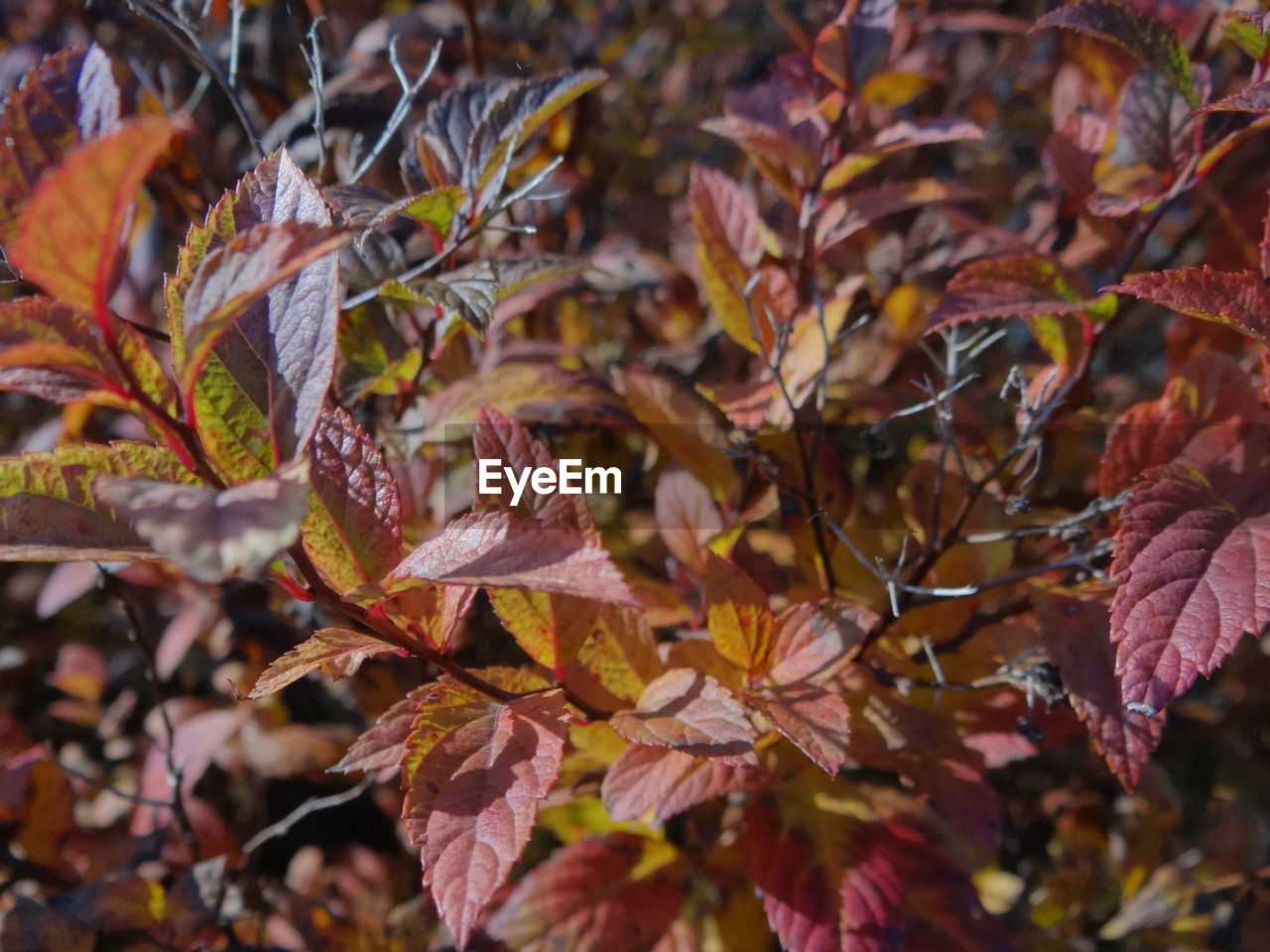 CLOSE-UP OF LEAVES ON TWIG