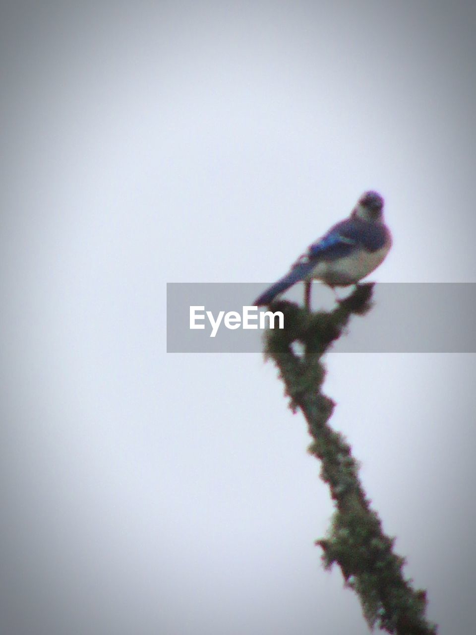 BIRD PERCHING ON TREE AGAINST CLEAR SKY