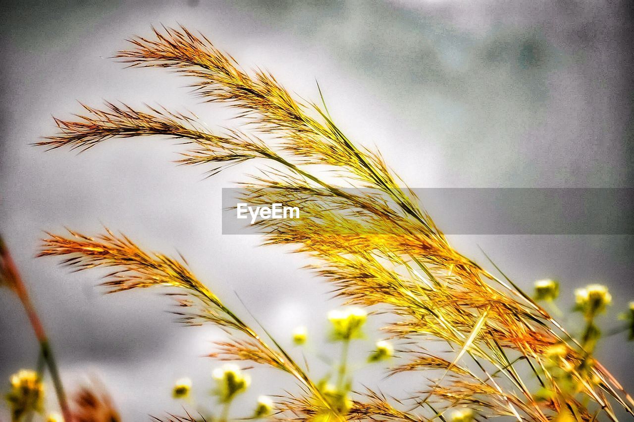CLOSE-UP OF STALKS AGAINST THE SKY