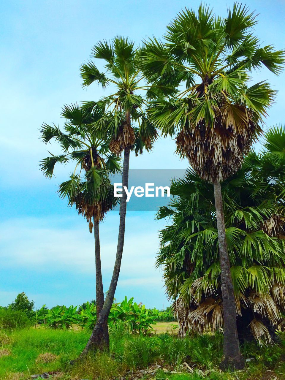 Coconut palm trees on field against sky