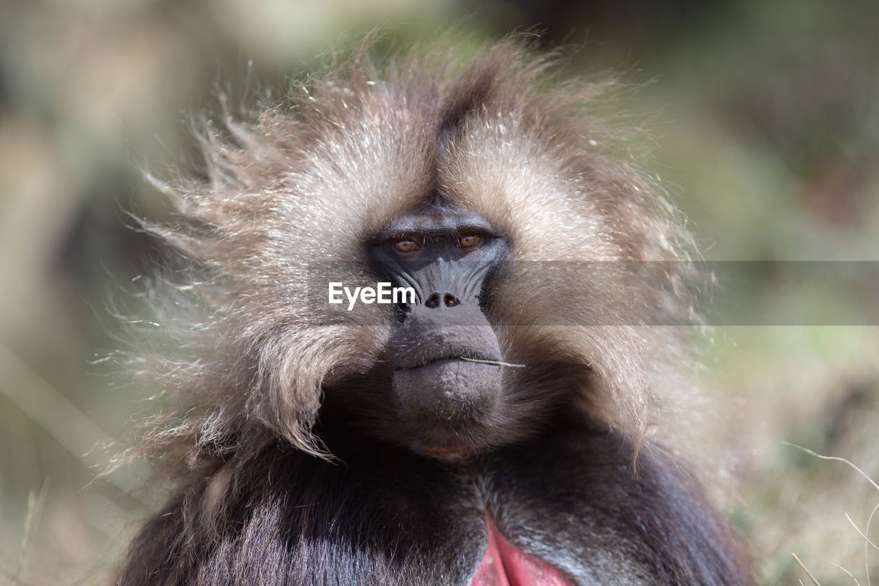 Close-up portrait of monkey outdoors