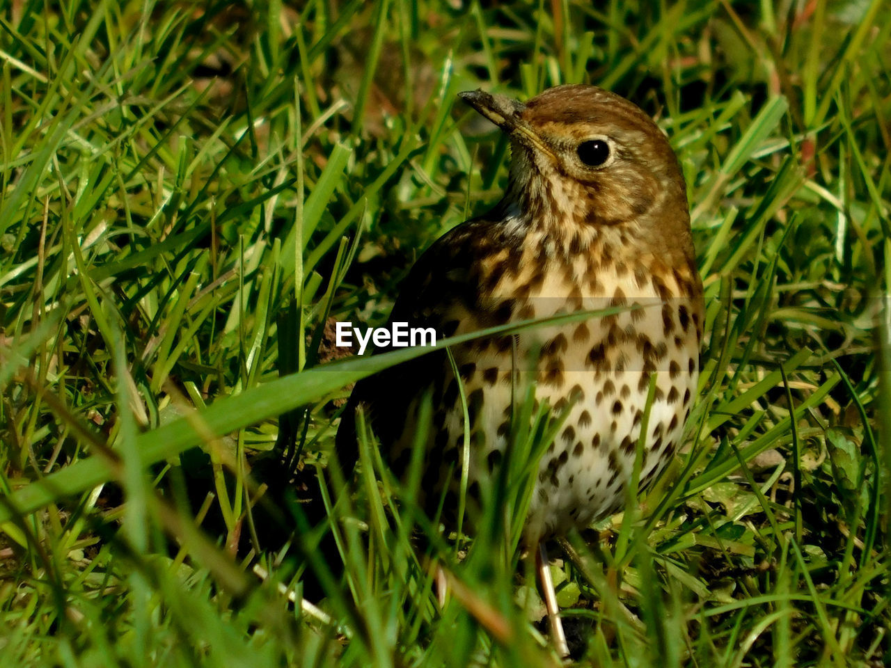 CLOSE-UP OF BIRD PERCHING ON A FIELD