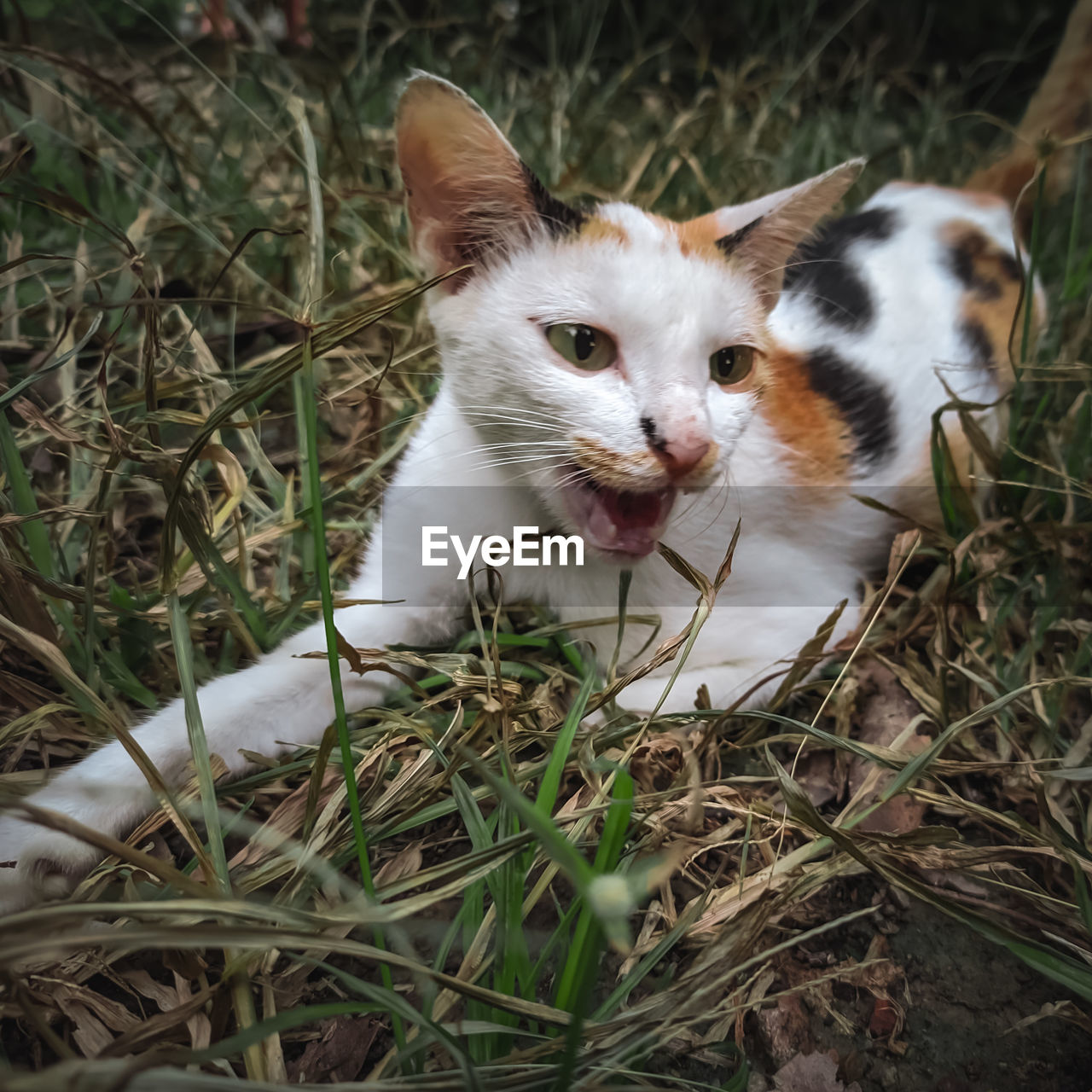 PORTRAIT OF A CAT ON GRASS