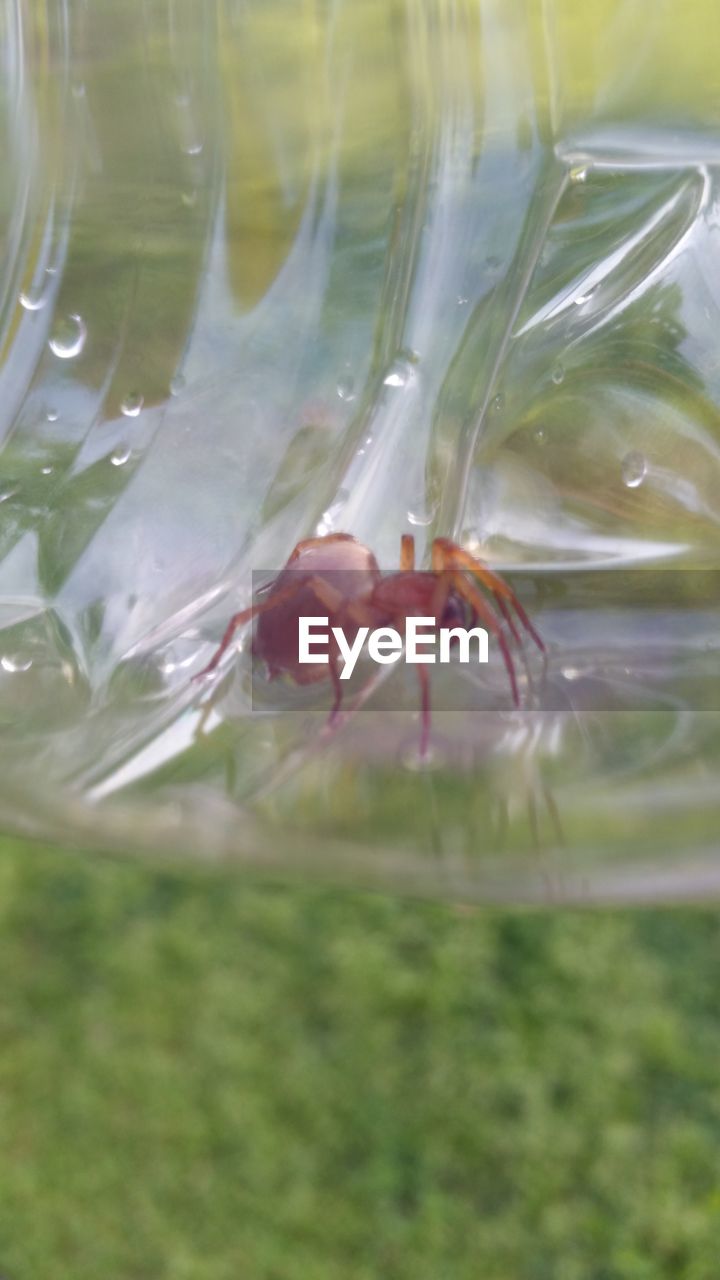 CLOSE-UP OF HOUSEFLY ON GLASS OF WATER