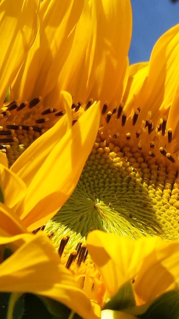 Detail shot of yellow flower