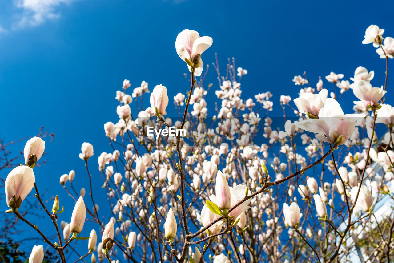Close-up of white flowering plants against blue sky