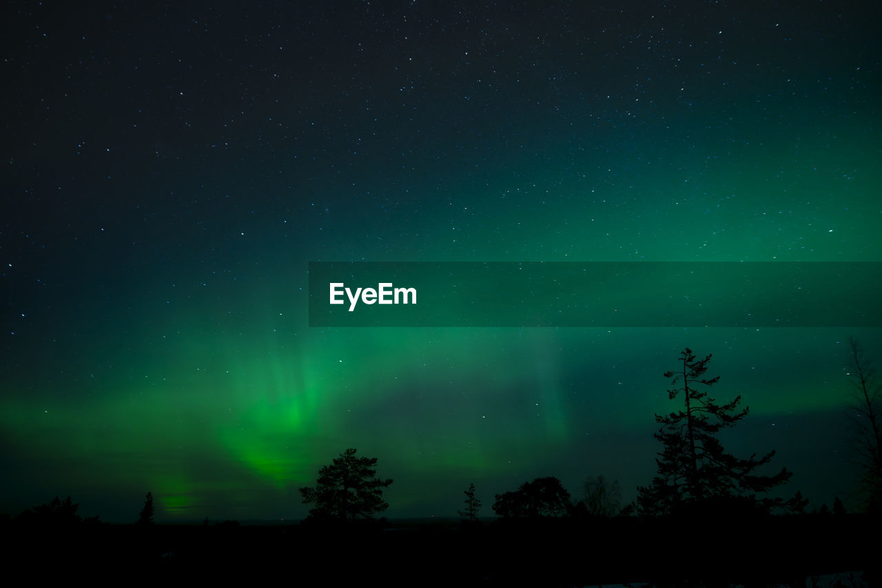 Low angle view of silhouette trees against star field at night