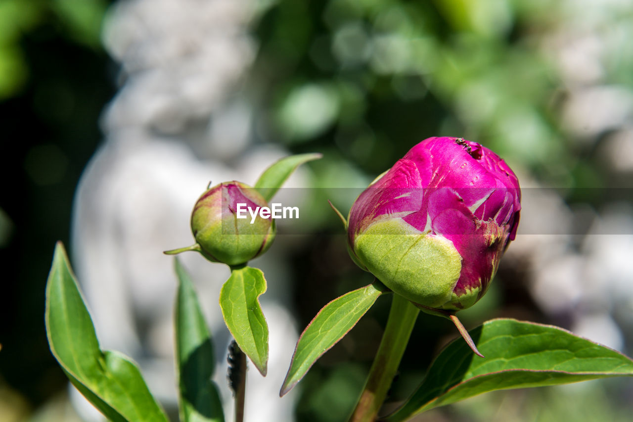 Close-up of pink rose bud growing on plant