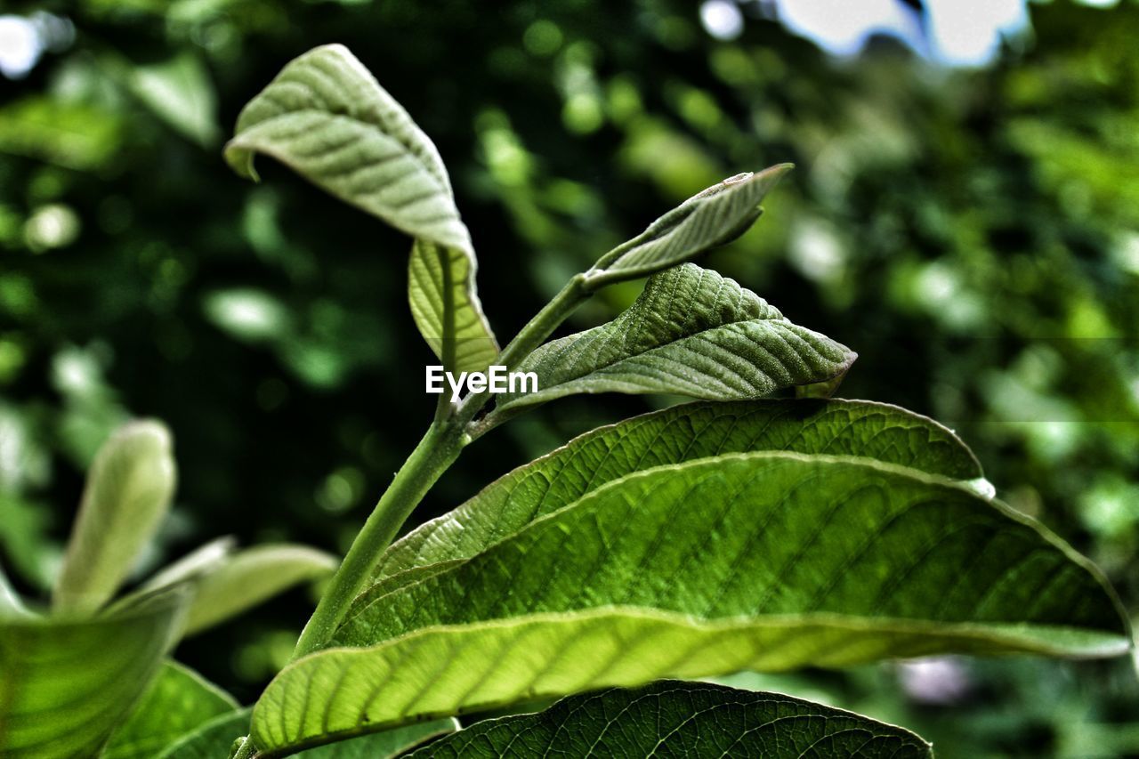 CLOSE-UP OF FRESH GREEN LEAF