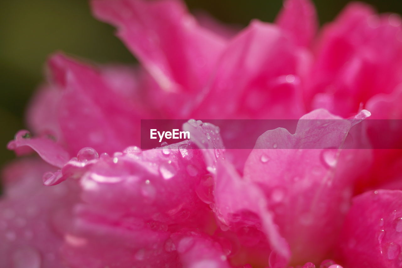 Close-up of wet pink flower petals