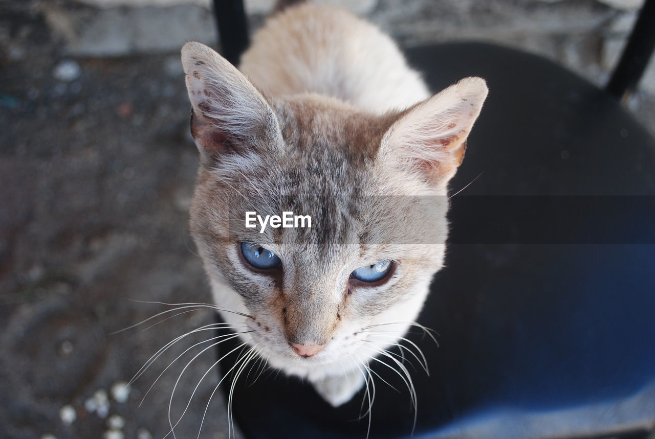 High angle view portrait of cat on chair