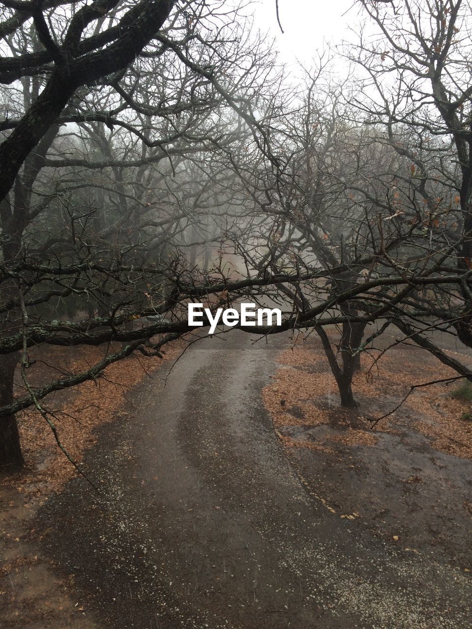 VIEW OF BARE TREES ON LANDSCAPE AGAINST SKY