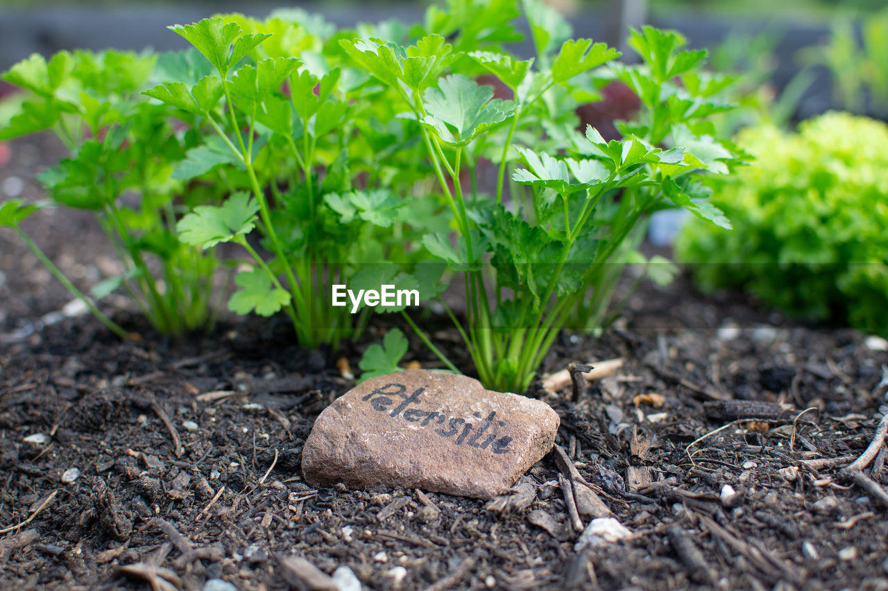 CLOSE-UP OF FRESH PLANTS ON FIELD