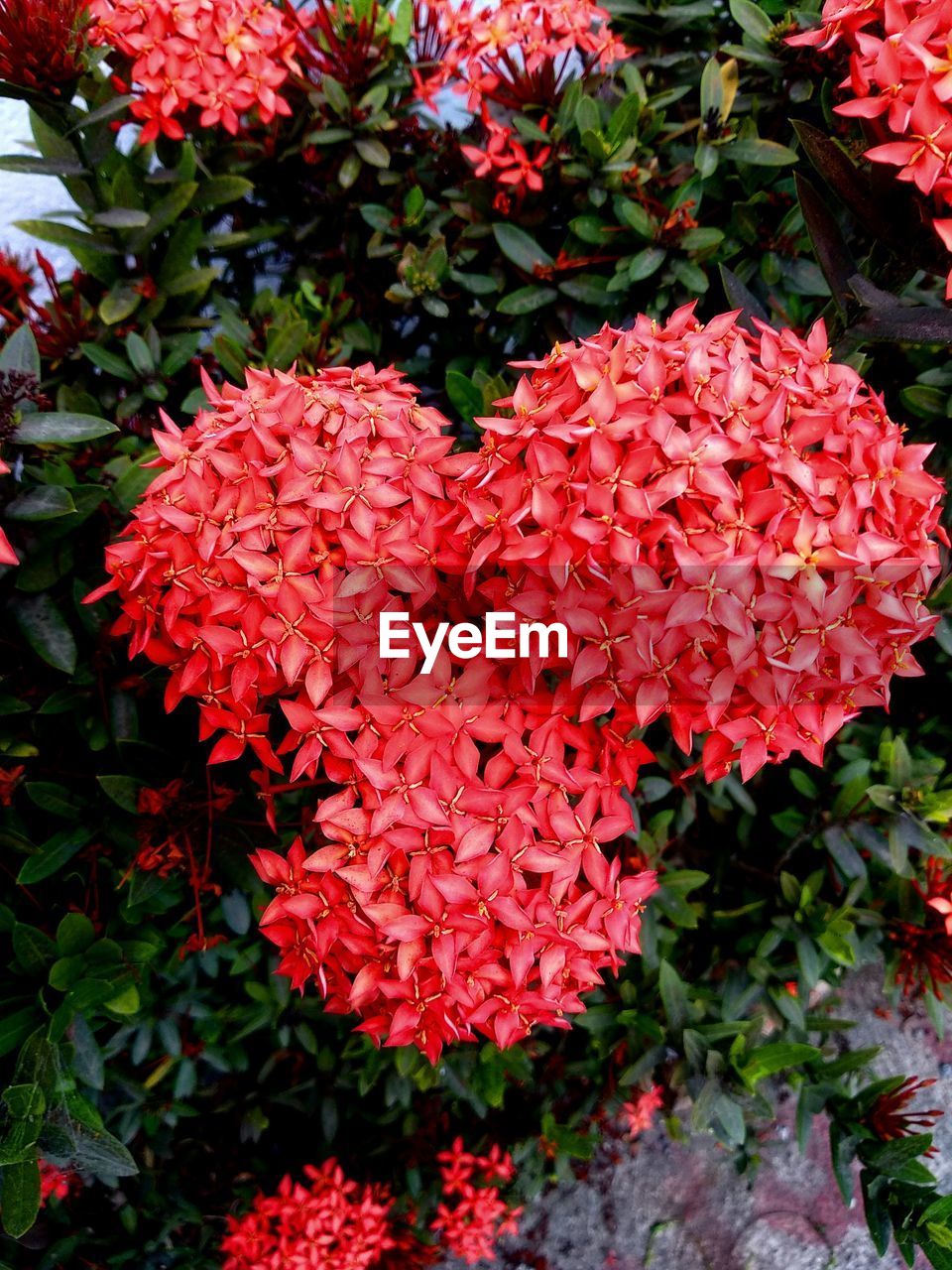 CLOSE-UP OF RED FLOWERS