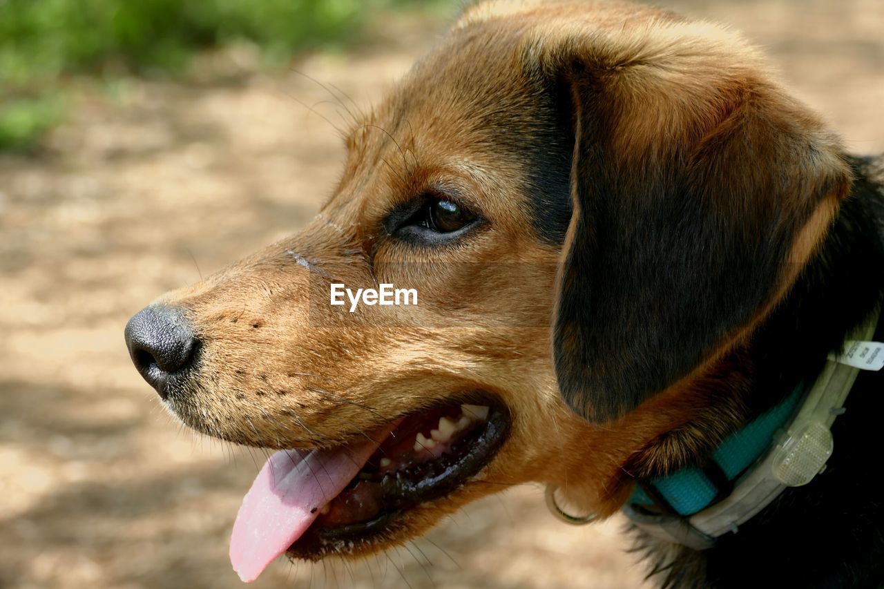 Close-up of dog sticking out tongue