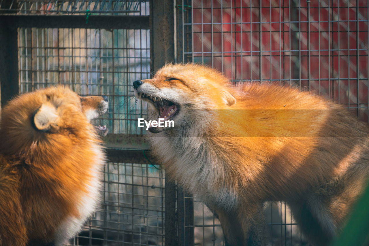 VIEW OF DOG IN CAGE