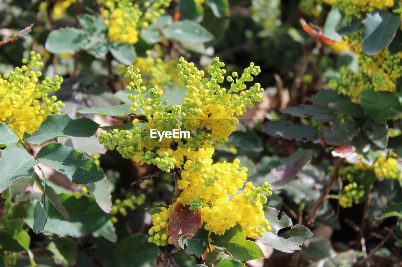 CLOSE-UP OF YELLOW FLOWERING PLANT AGAINST WHITE WALL