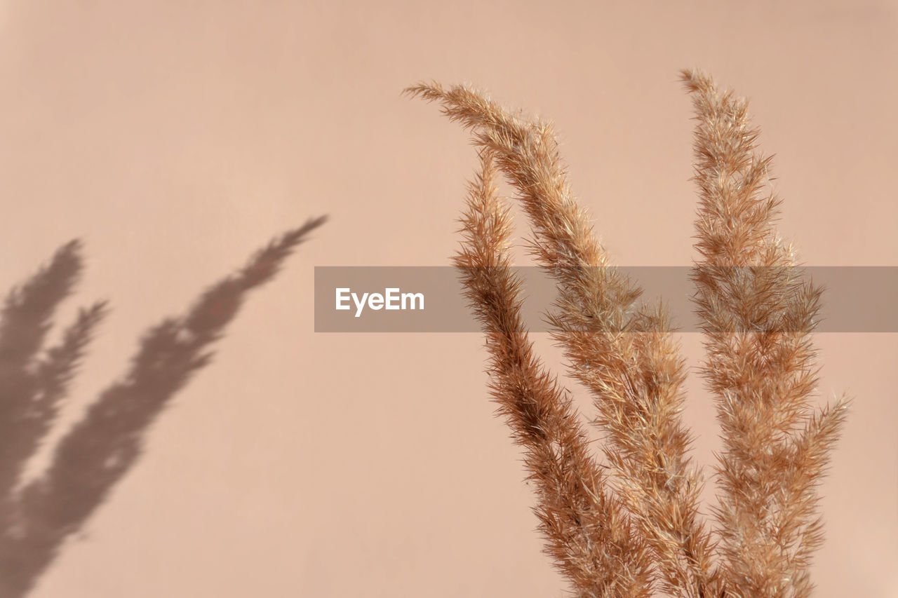 Creative copyspace with pampas grass and shadows on a soft beige wall. top view of dry flowers