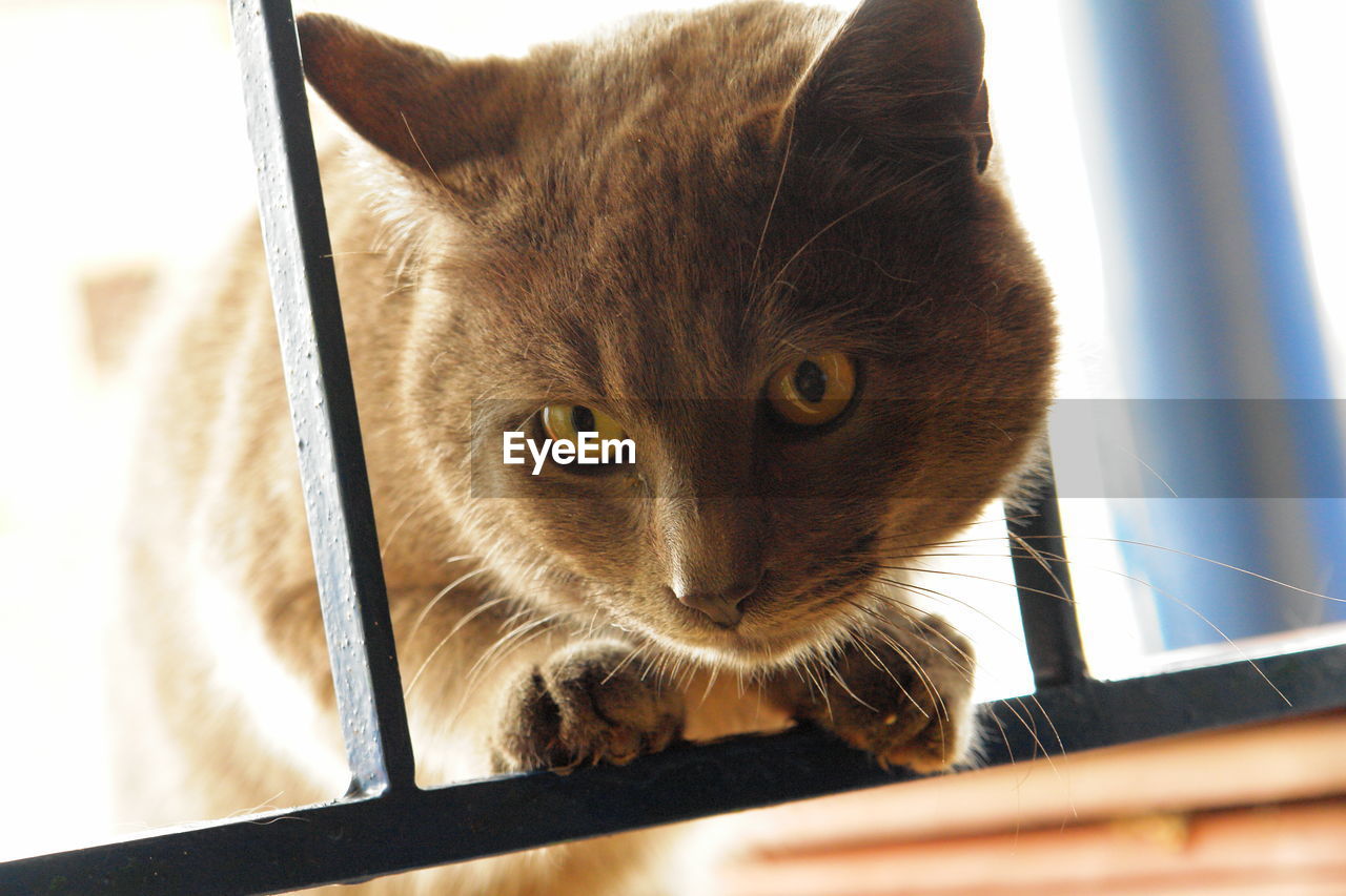 Close-up of cat peeking through gate