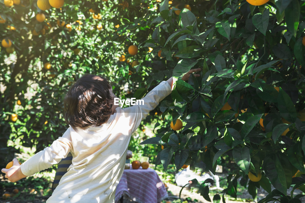 The boy reaches for a branch with bright oranges.