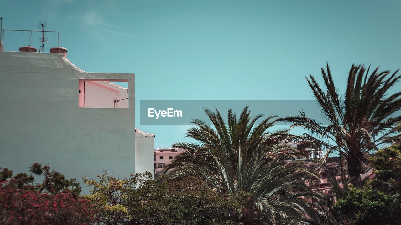 Low angle view of palm trees and buildings against sky