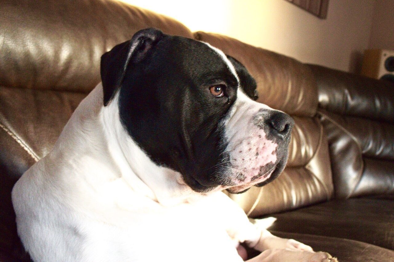 PORTRAIT OF DOG RELAXING ON SOFA AT HOME