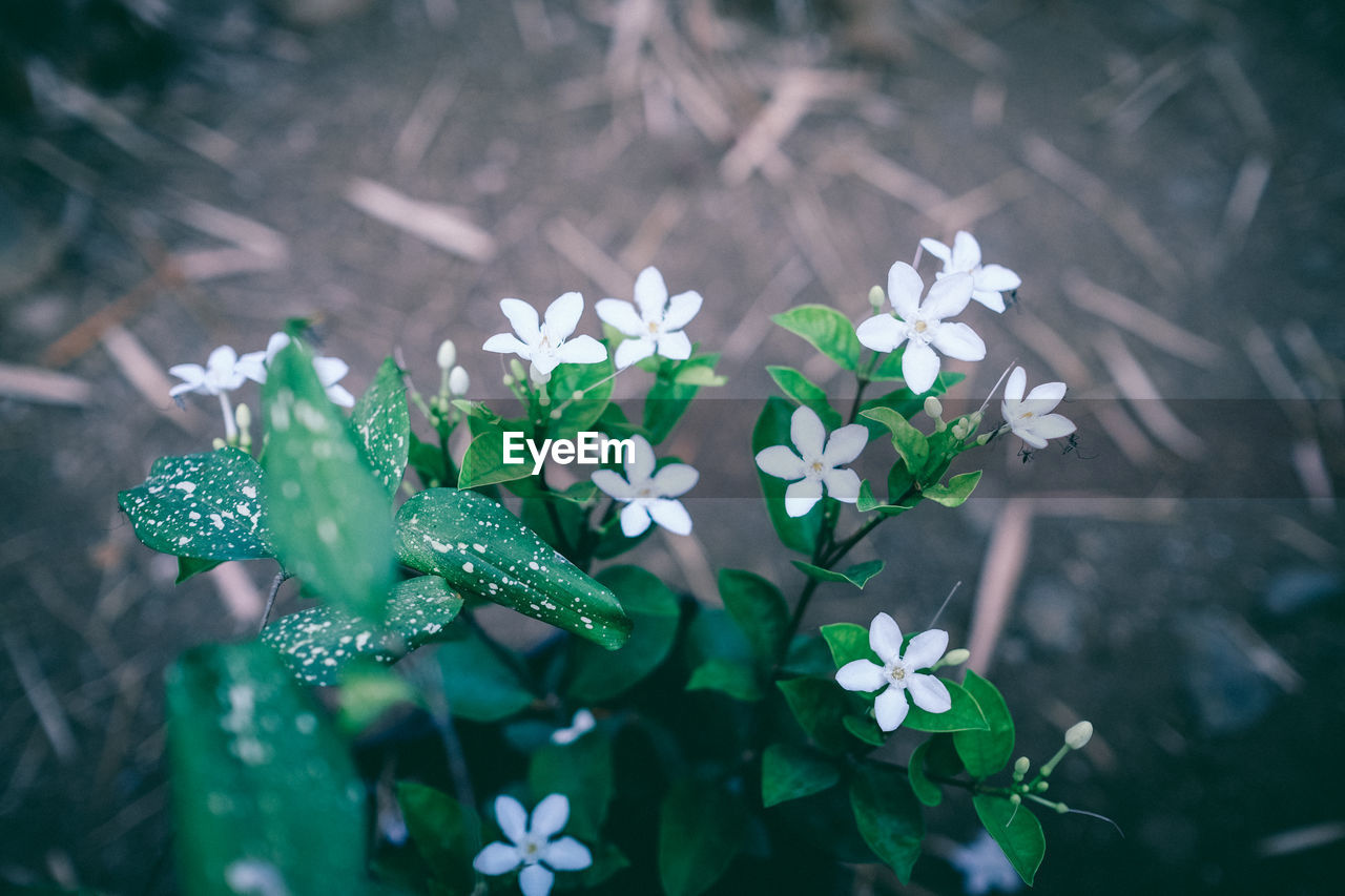 Close-up of white flowers
