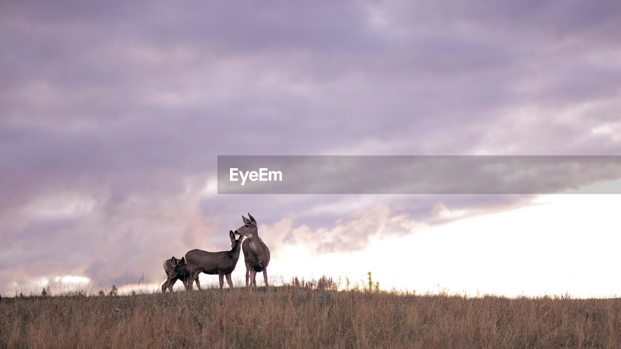 Stags standing on grassy field against cloudy sky