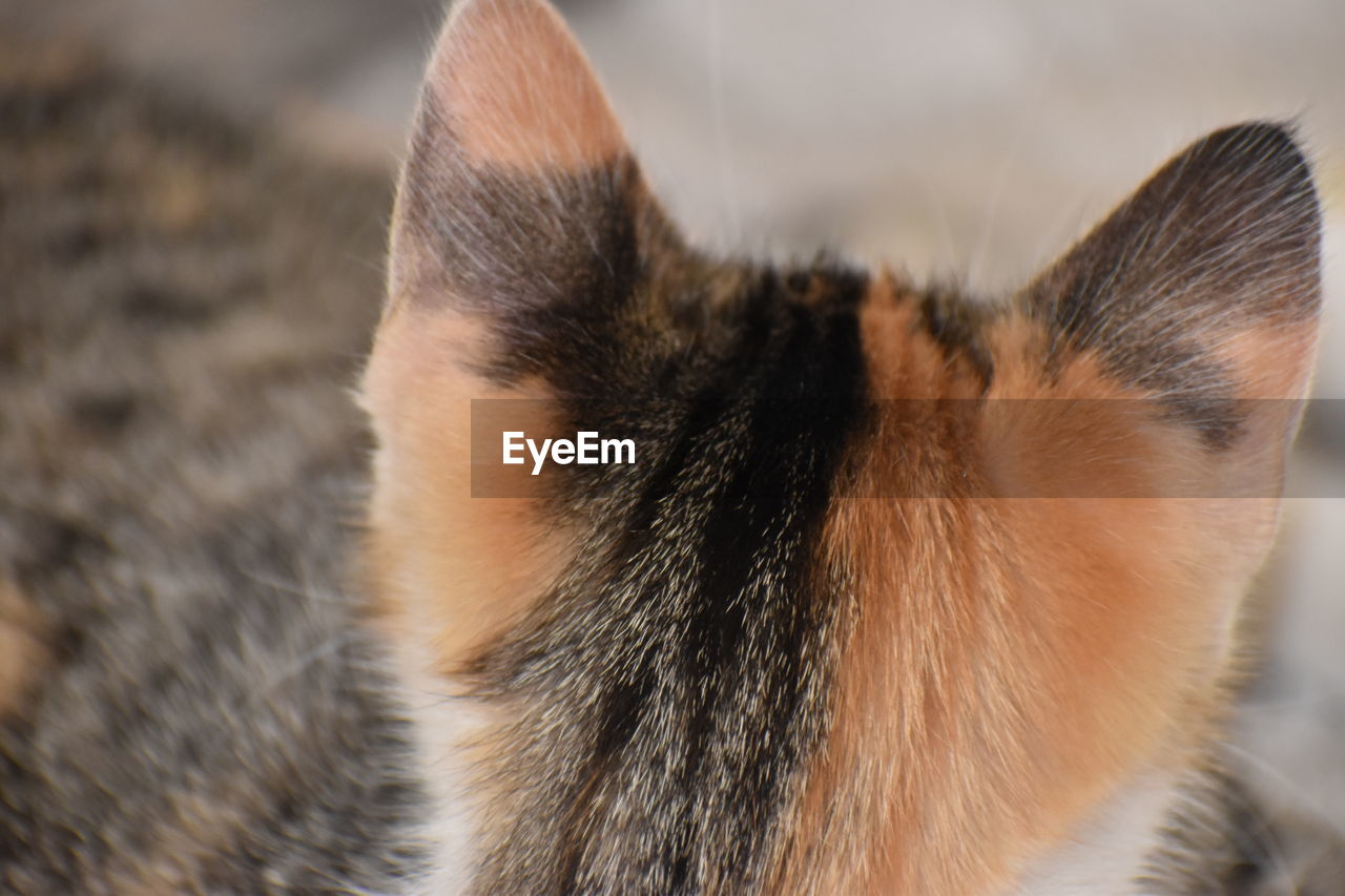 animal, animal themes, one animal, mammal, nose, close-up, whiskers, pet, cat, domestic animals, animal body part, feline, domestic cat, human eye, animal hair, animal head, skin, snout, small to medium-sized cats, carnivore, felidae, focus on foreground, relaxation