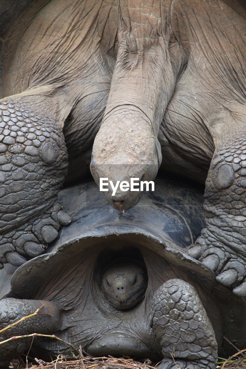 Extreme closeup of two galapagos tortoise chelonoidis nigra mating galapagos islands, ecuador.