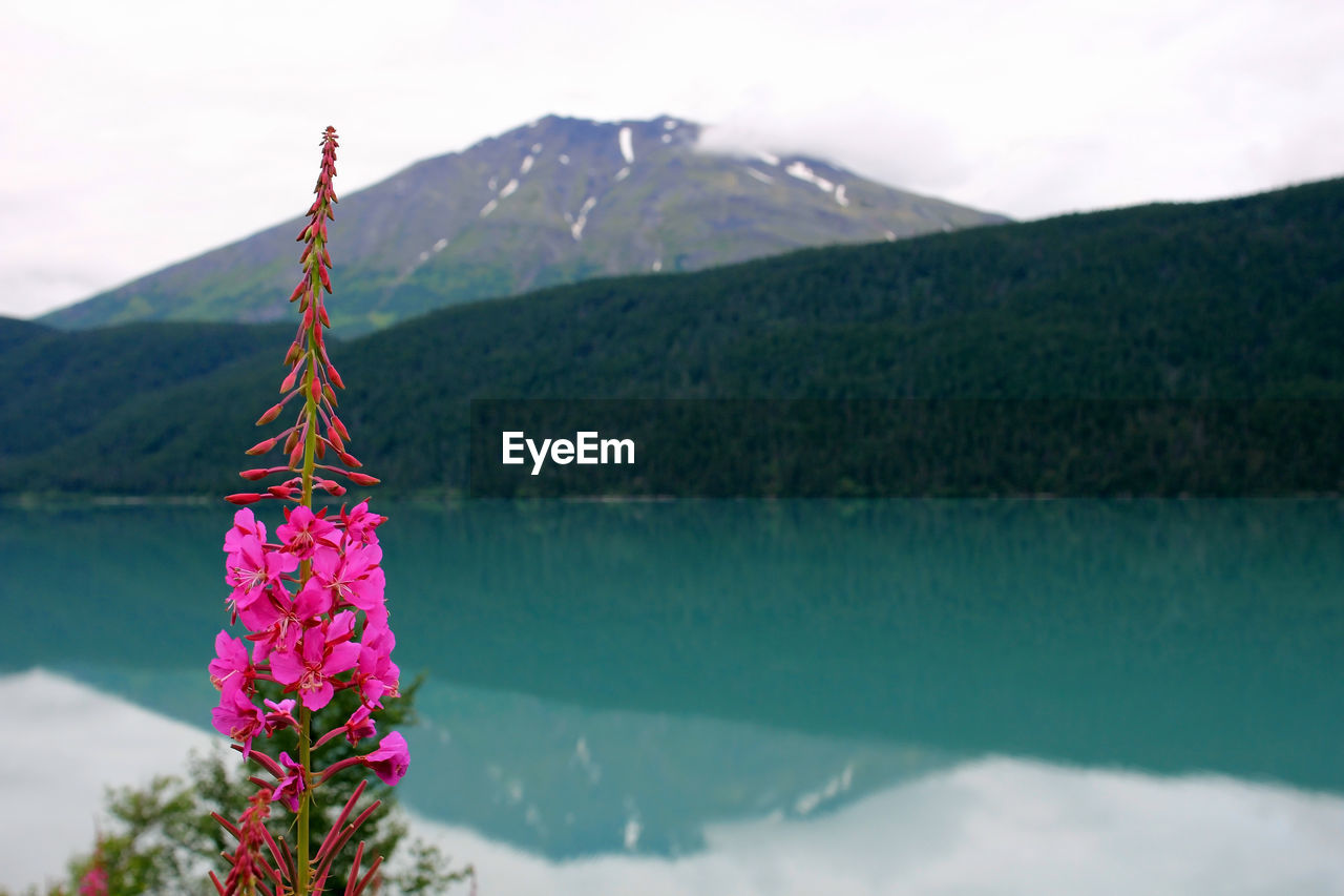 PINK FLOWERS BY LAKE AGAINST MOUNTAINS