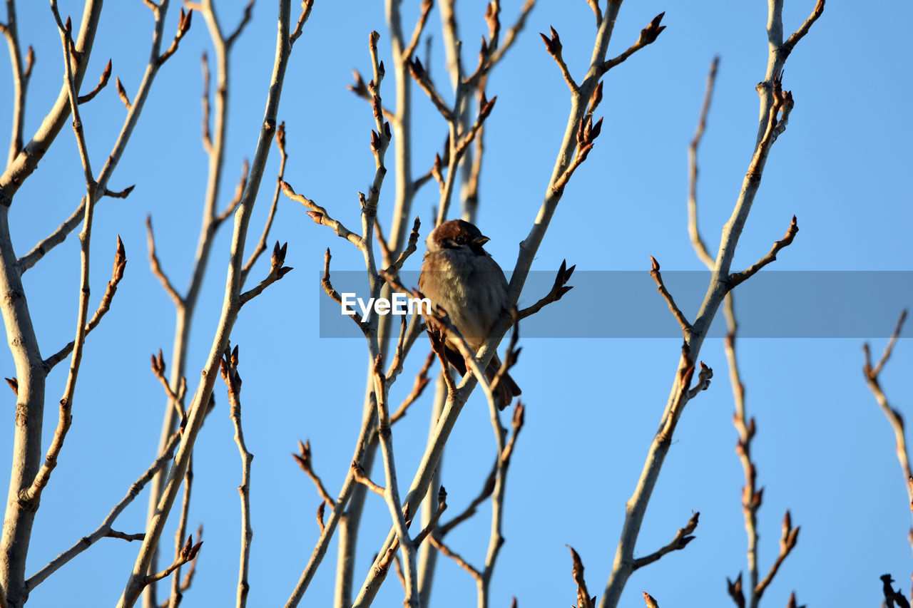 LOW ANGLE VIEW OF BIRD PERCHING ON BRANCH