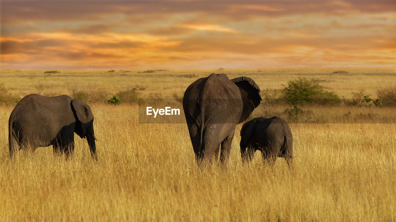 Elephants in africa during sunset 