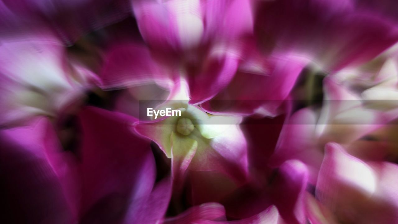 FULL FRAME SHOT OF PINK FLOWERS