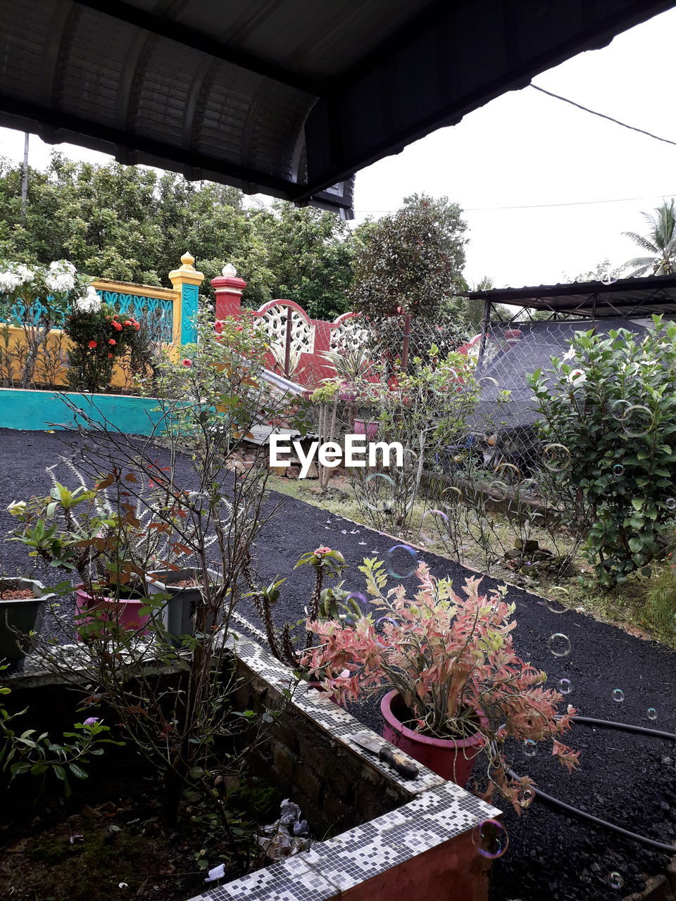 POTTED PLANTS IN YARD OF HOUSE