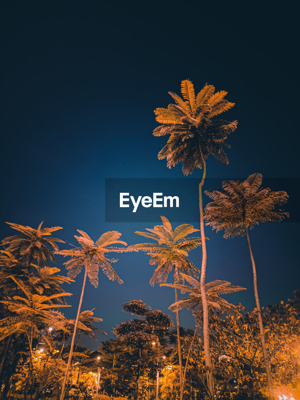 Low angle view of coconut palm tree against sky at night